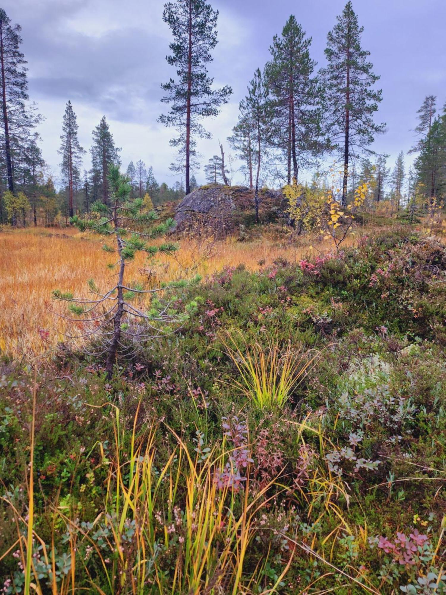 Вилла Granheim Namsskogan Экстерьер фото